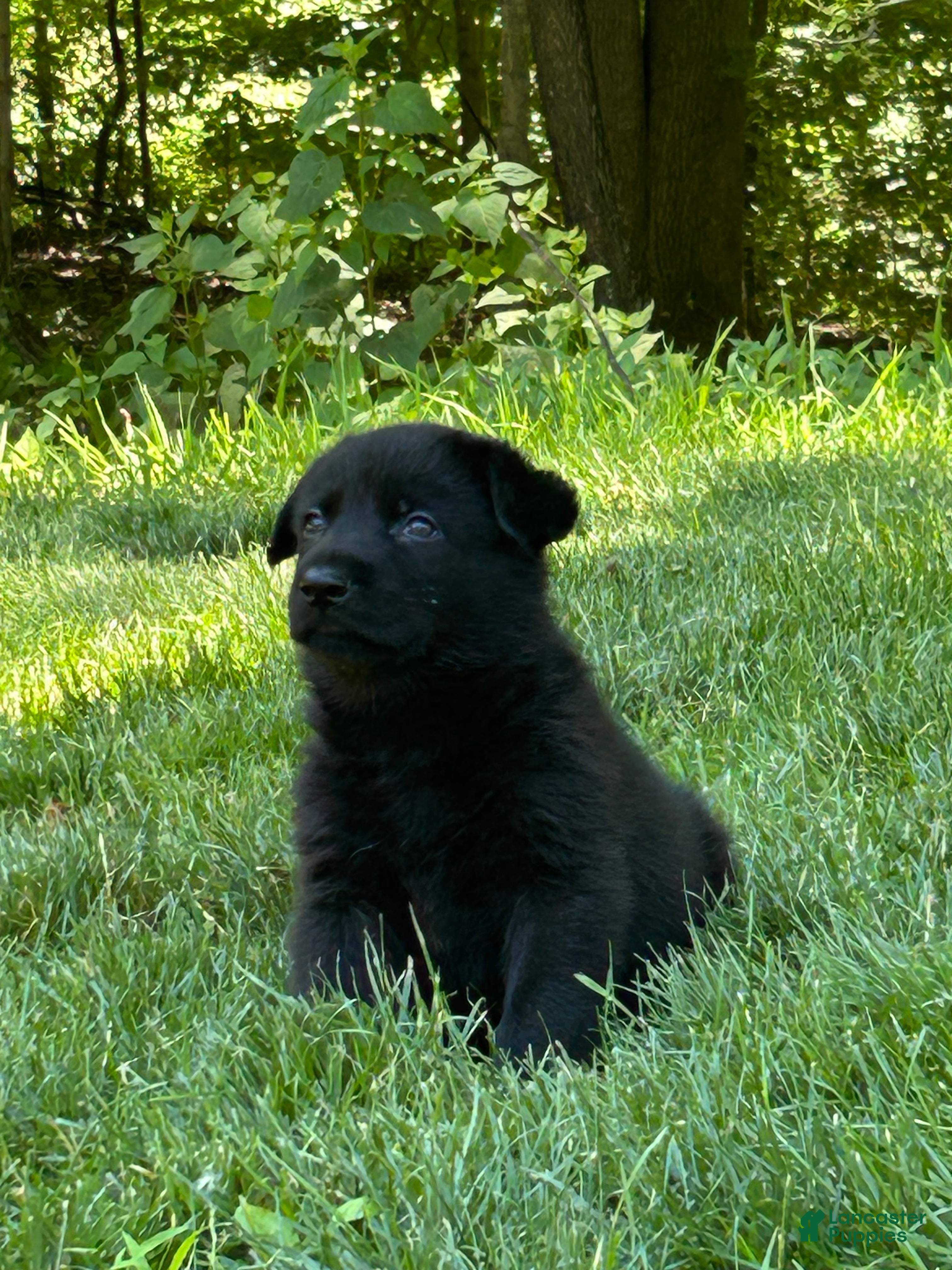 German Shepherd dogs German Shepherd 1 - Ad 1