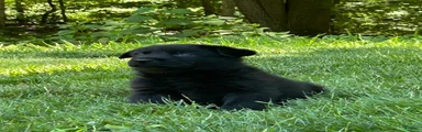 German Shepherd 1