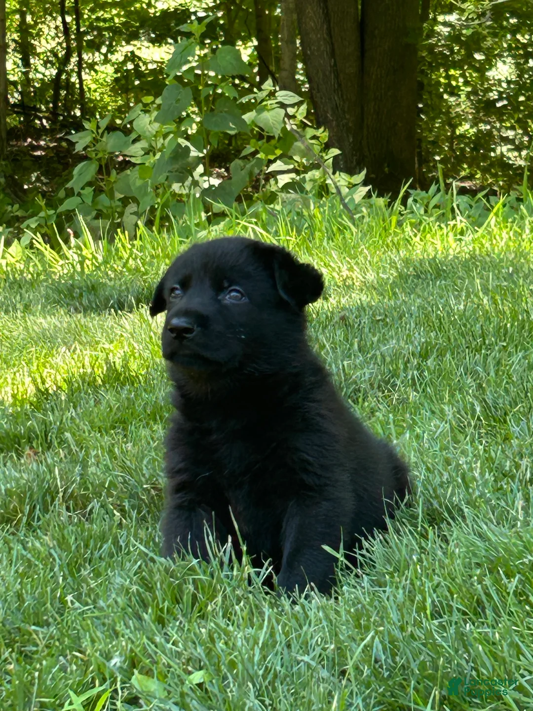German Shepherd dogs for sale: German Shepherd 1 - Ad 1