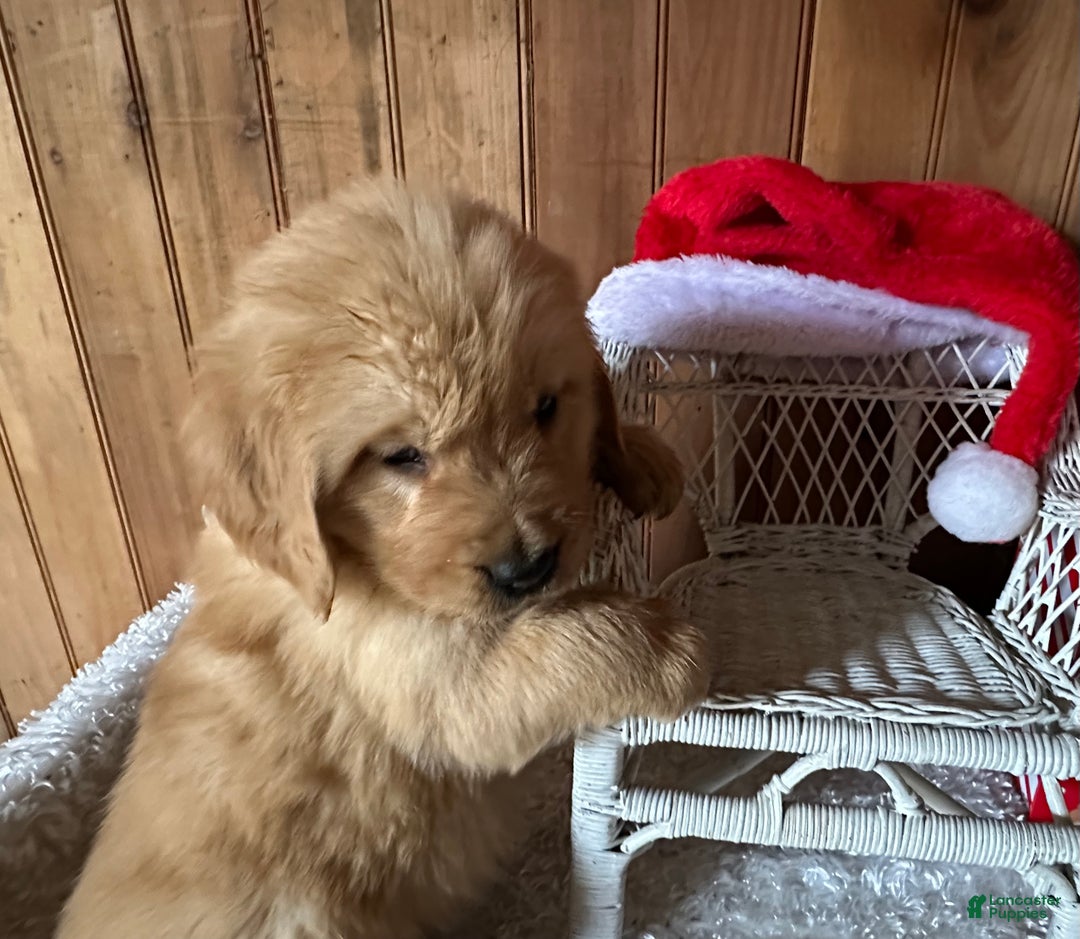 Golden Retriever dogs for sale: Mr. Kris Kringle - Ad 1