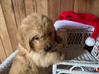 Golden Retriever dogs Mr. Kris Kringle - Ad 33