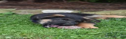 German Shepherd dogs for sale: Banjo - Ad 3