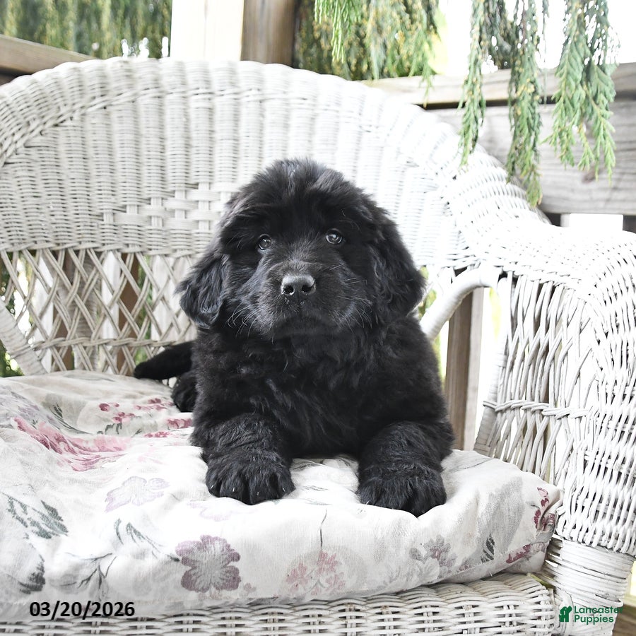 Newfoundland dogs Heidi - Ad 1