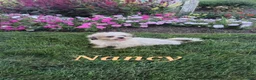 Teddy Bear dogs for sale: Chloe - Ad 13
