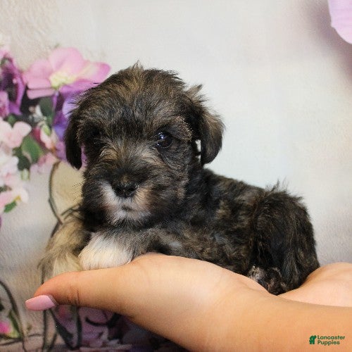 Miniature Schnauzer dogs Talluah - Ad 1