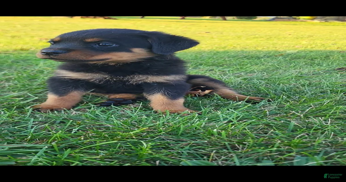Rottweiler Puppies for sale in Pennsylvania | Lancaster Puppies
