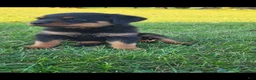 Rottweiler dogs for sale: Noel  - Ad 1