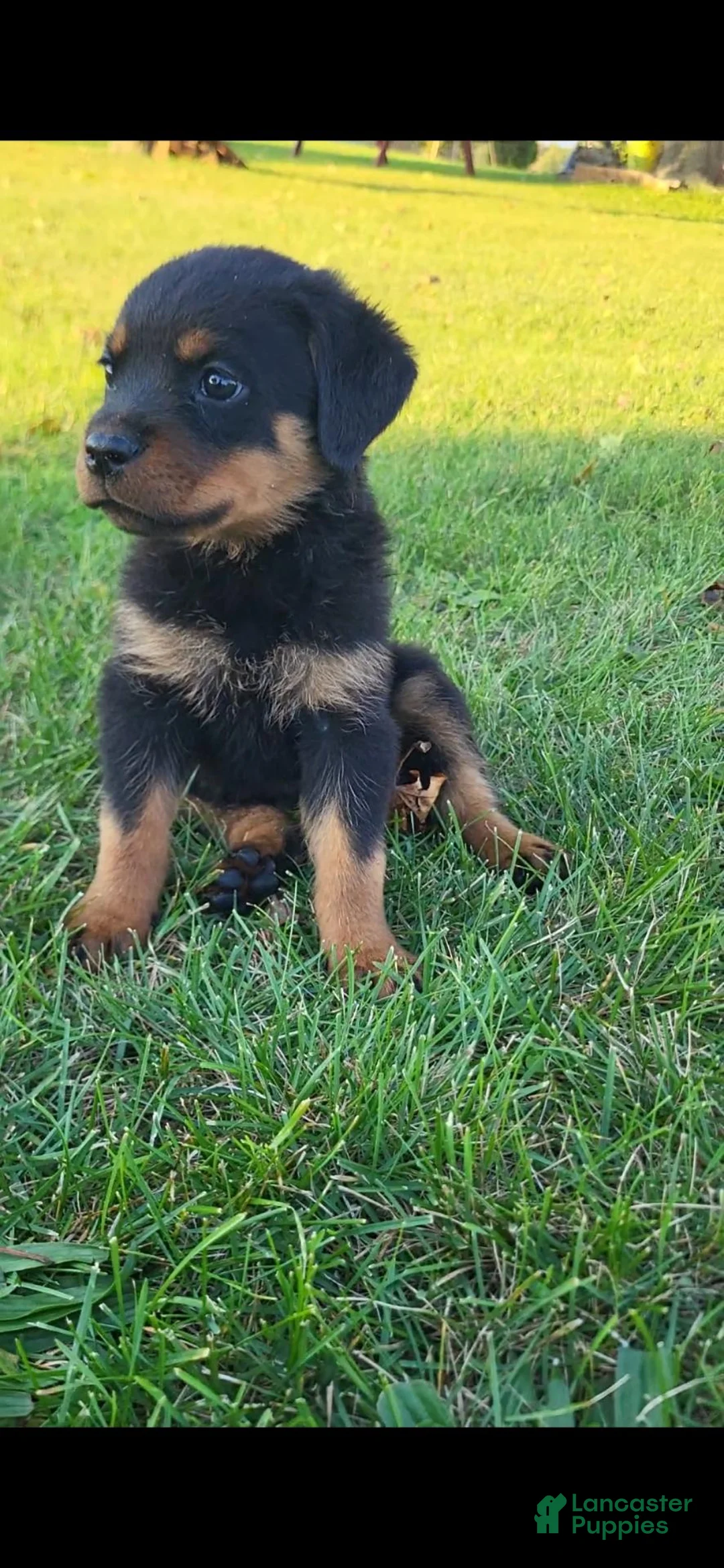 Rottweiler dogs for sale: Noel  - Ad 1