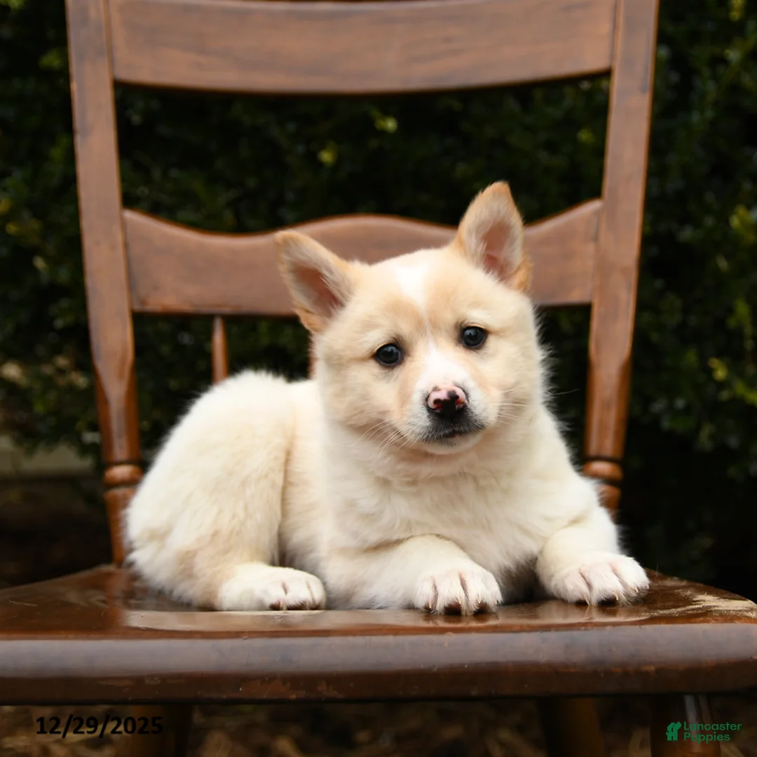 Mixed Breed dogs for sale: Olivia - Ad 5