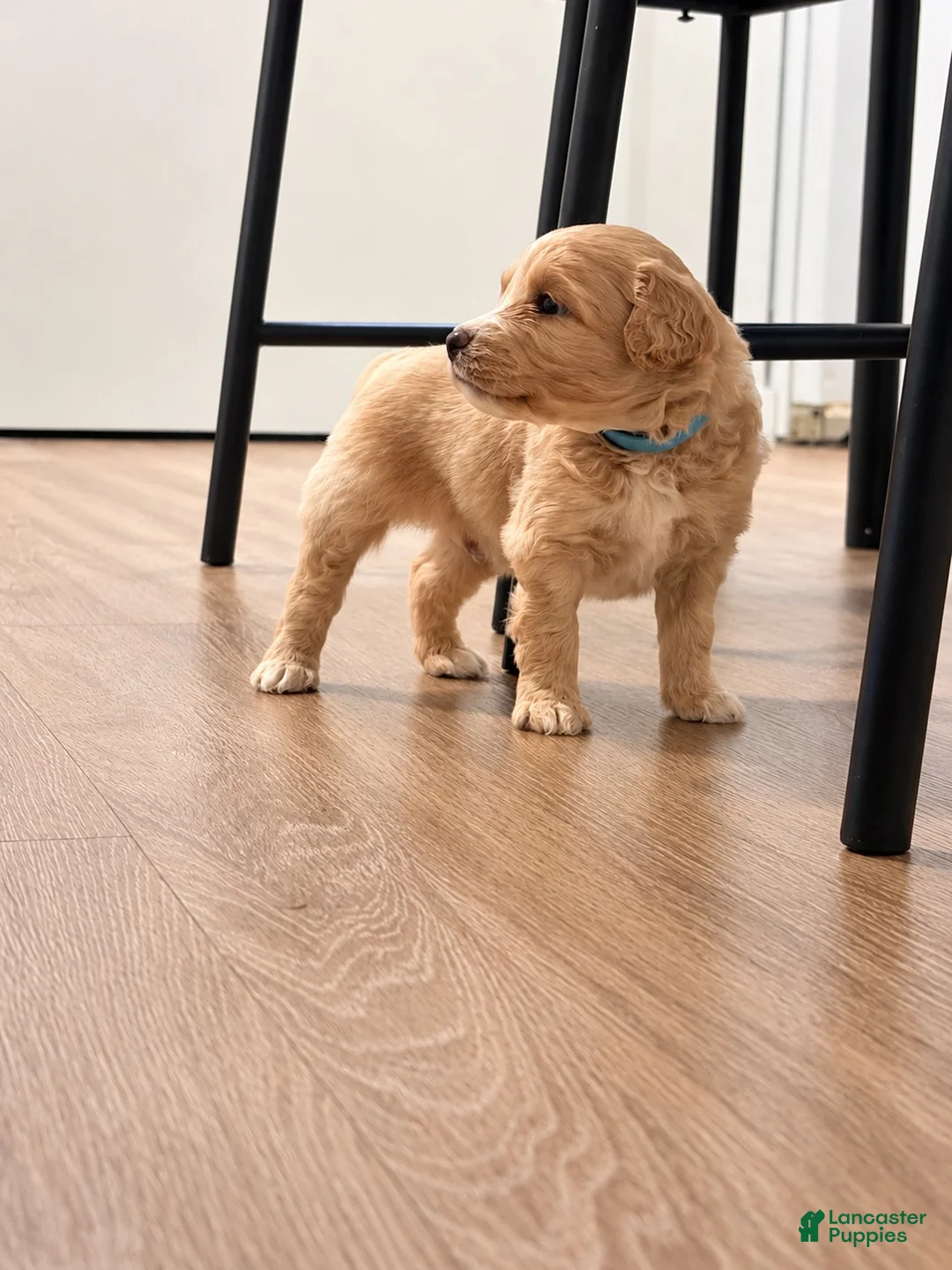 Mixed Breed dogs for sale: Blue  - Ad 1