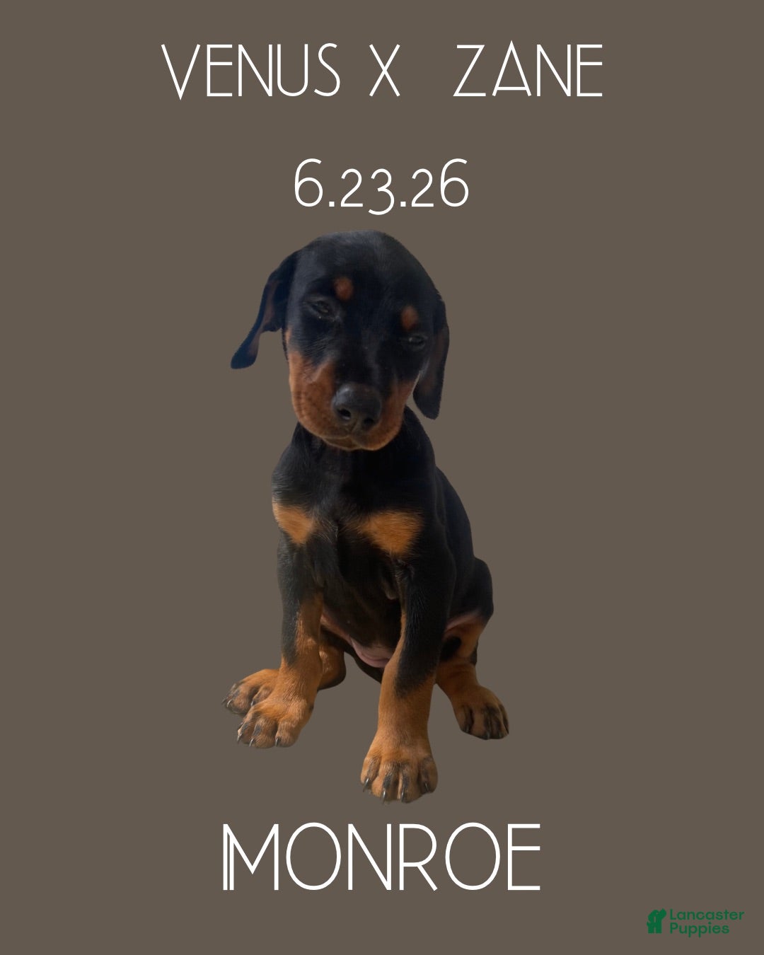 Doberman Pinscher dogs Monroe - Ad 1