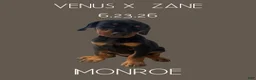 Doberman Pinscher dogs for sale: Monroe - Ad 1