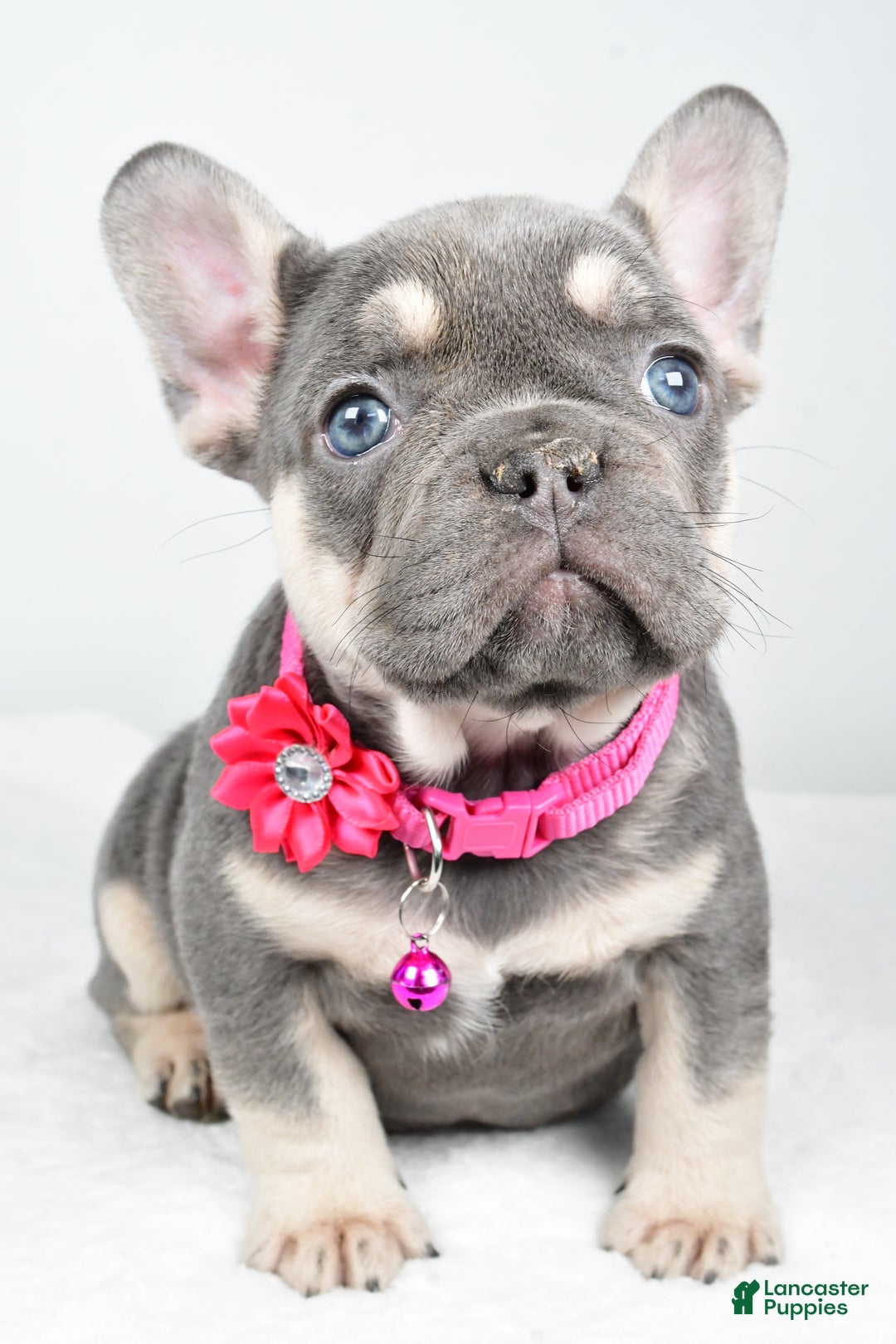 French Bulldog dogs for sale: Kenzie - Ad 6