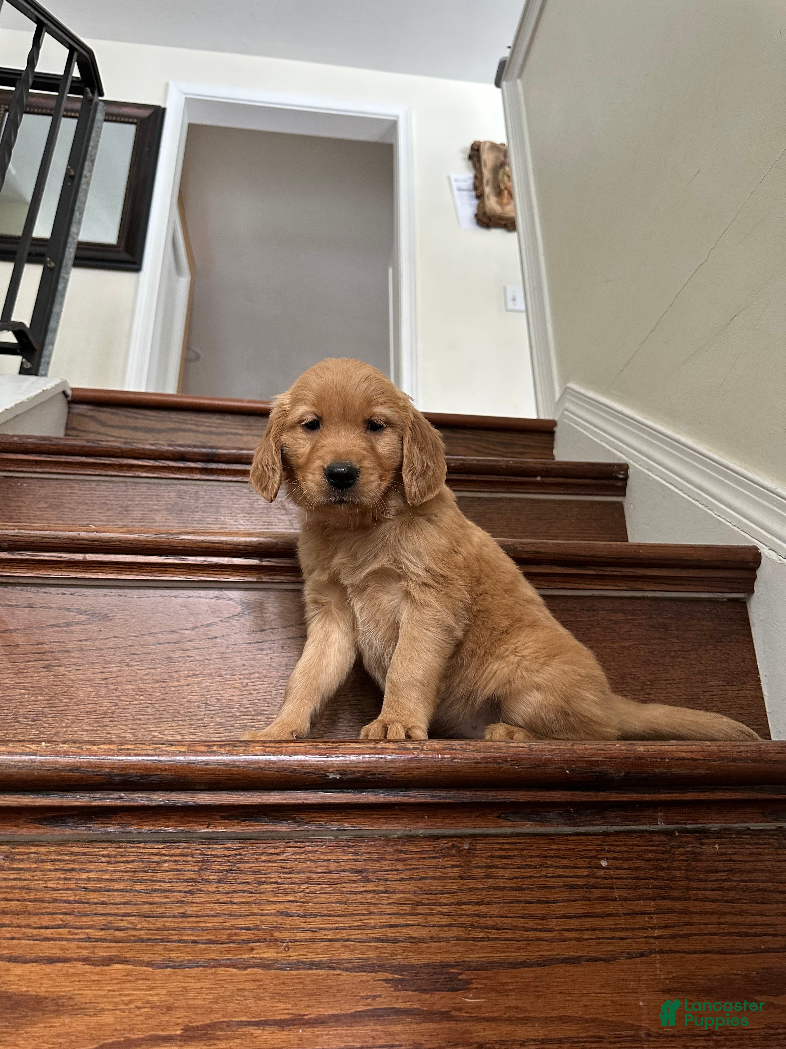 Golden Retriever dogs Nova - Ad 4