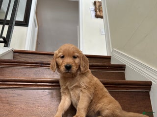 Golden Retriever dogs Nova - Ad 38