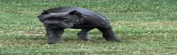Cane Corso dogs for sale: Destiny - Ad 7