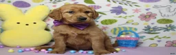 Golden Retriever dogs for sale: Shadow  - Ad 3