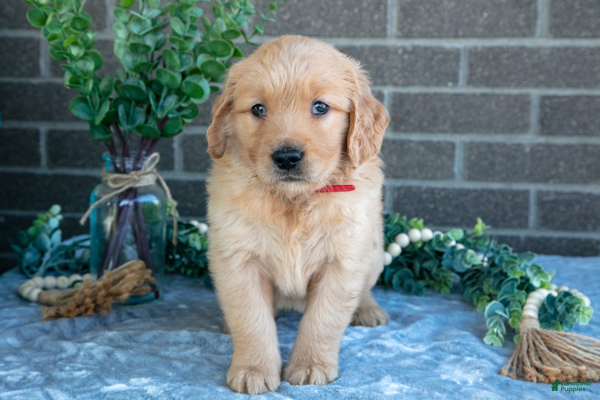 Golden Retriever dogs Phoebe - Ad 1