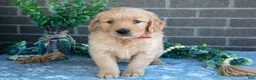 Golden Retriever dogs for sale: Phoebe - Ad 1