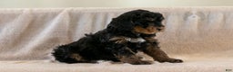 Bernedoodle dogs for sale: Cinderella - Ad 15