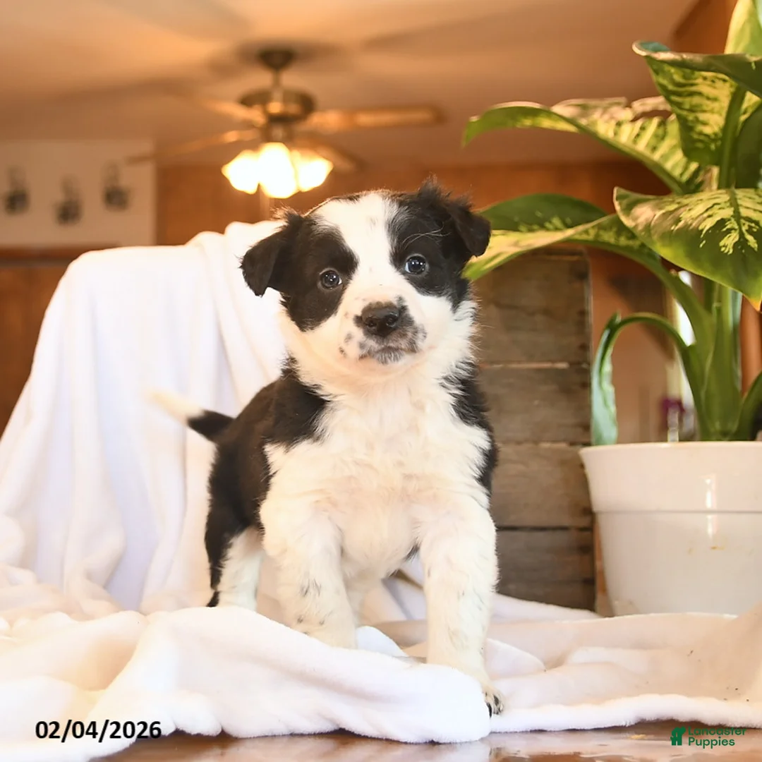 Mixed Breed dogs for sale: Nutmeg - Ad 1