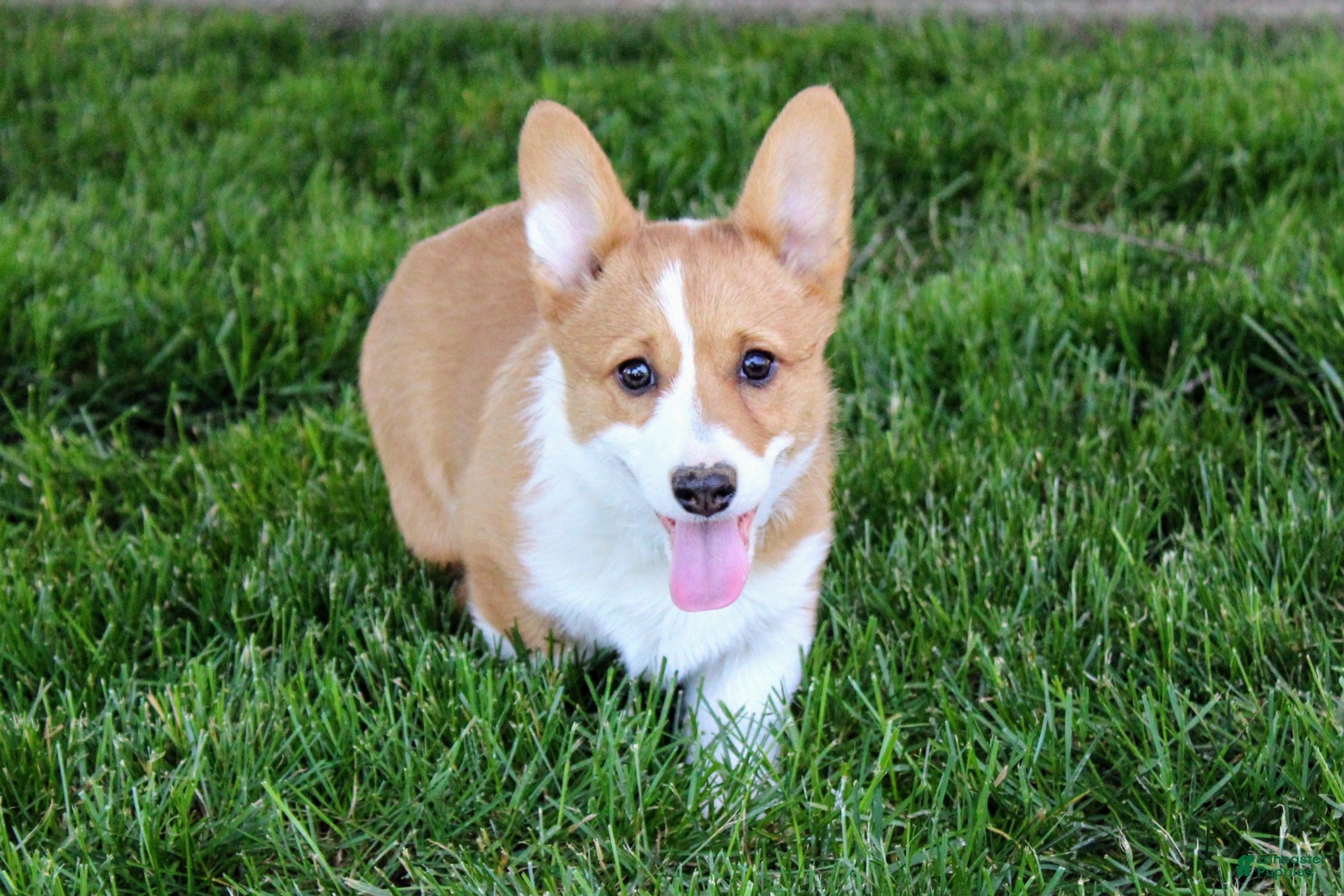Welsh Corgi Pembroke dogs  June (triple clear)AKC - Ad 1