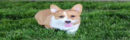 Welsh Corgi Pembroke dogs for sale:  June (triple clear)AKC - Ad 3