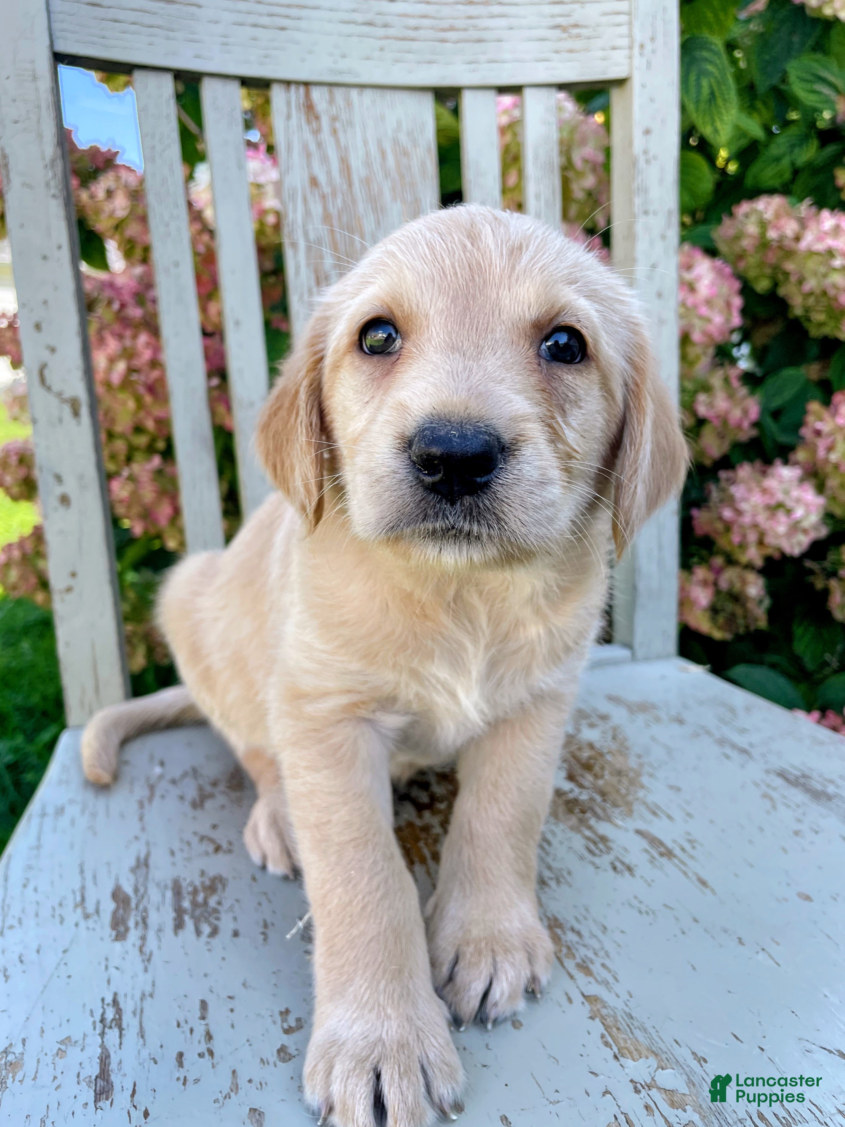 Labradoodle dogs Princess - Ad 40