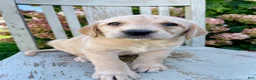 Labradoodle dogs for sale: Princess - Ad 1