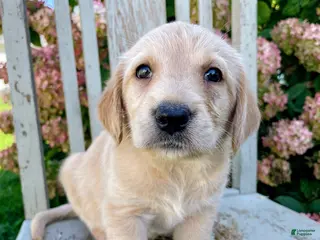 Labradoodle dogs Princess - Ad 40