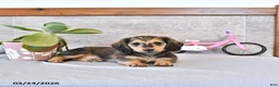 Miniature Dachshund dogs for sale: Braxton - Ad 13