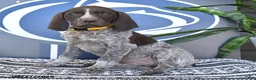 German Shorthaired Pointer dogs for sale: Callie - Ad 3