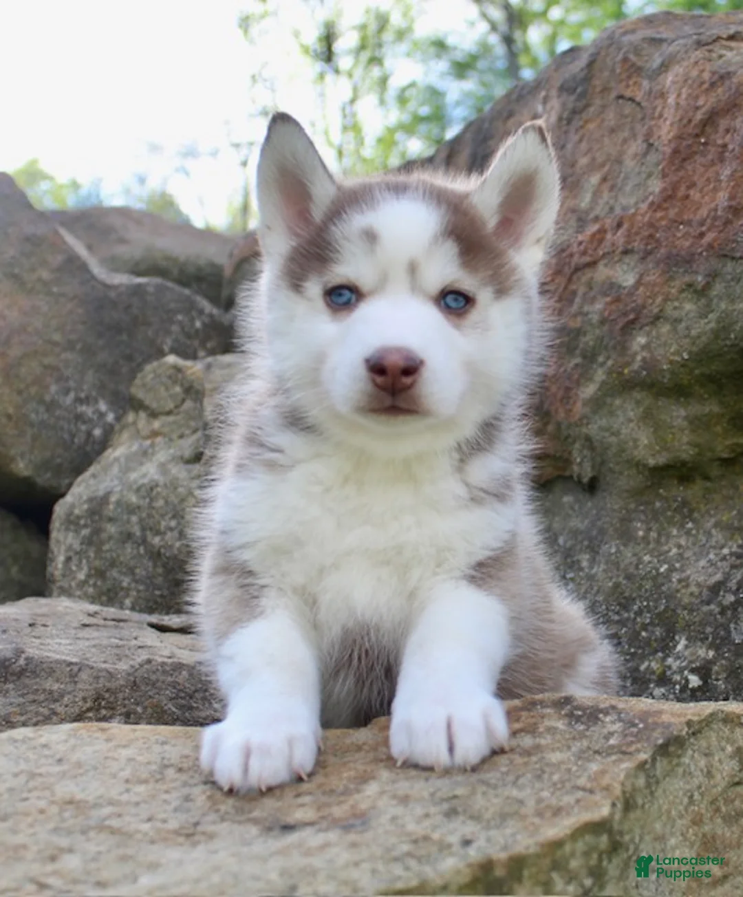Pomsky dogs for sale: Rover - Ad 2