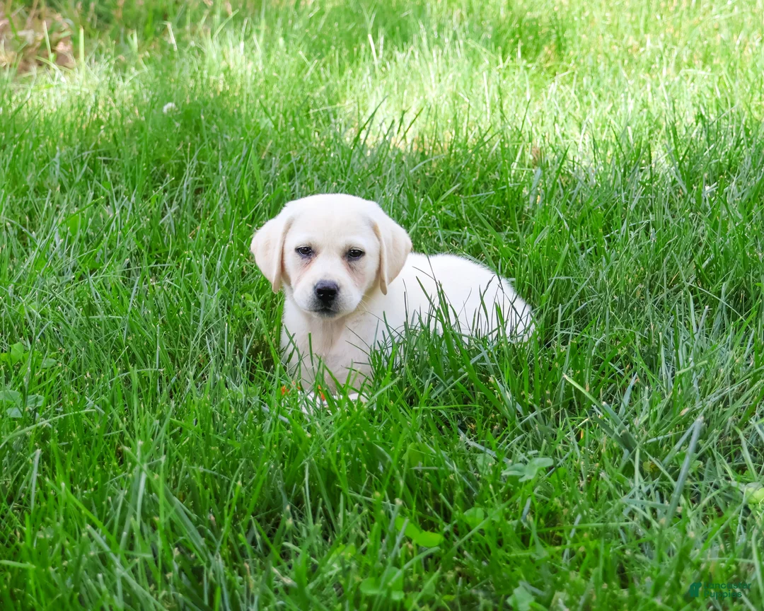 Labrador Retriever dogs for sale: Tinkerbell - Ad 2