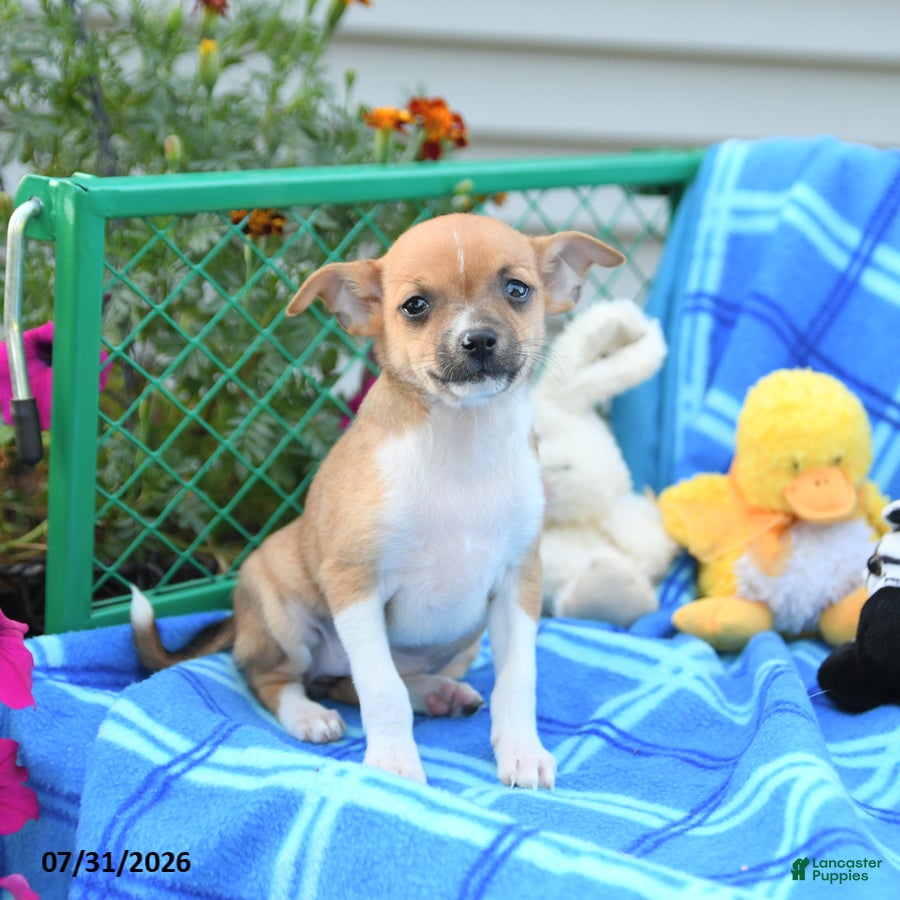 Mixed Breed dogs Tootsie - Ad 1