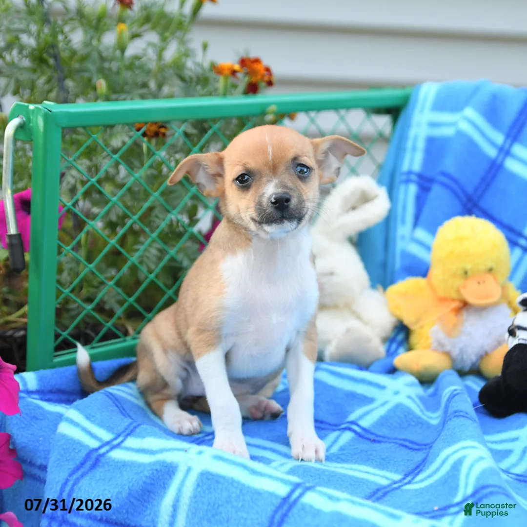Mixed Breed dogs for sale: Tootsie - Ad 1