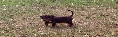 Catahoula Leopard Dog Puppy 4