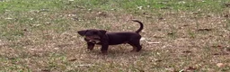 Catahoula Leopard Dog dogs for sale: Catahoula Leopard Dog Puppy 4 - Ad 1
