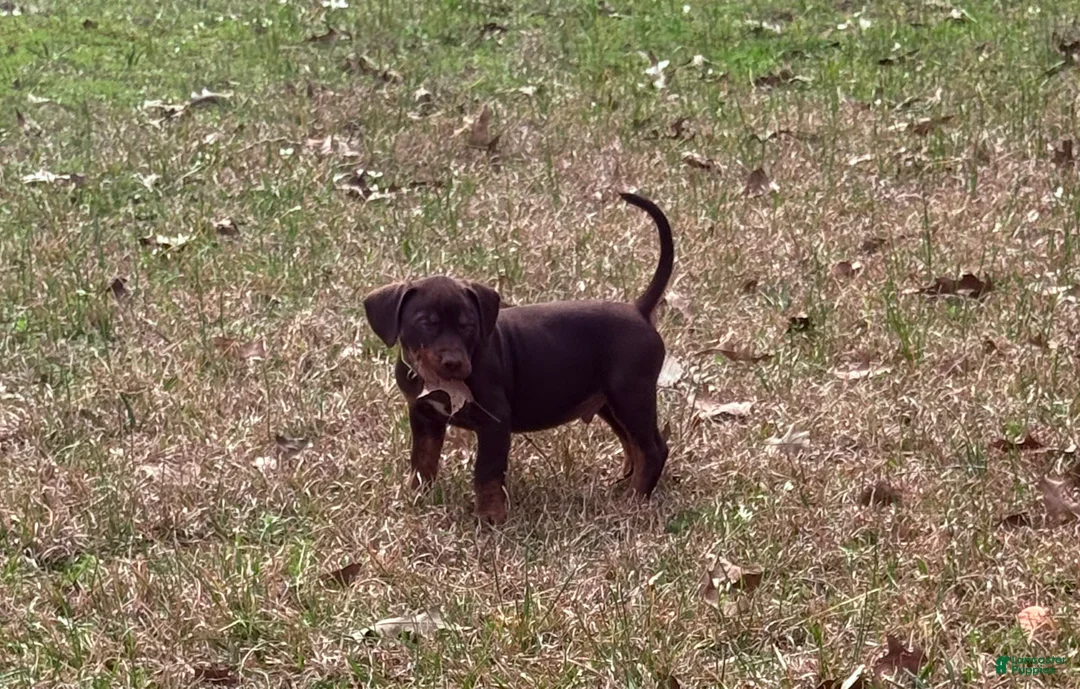Catahoula Leopard Dog dogs for sale: Catahoula Leopard Dog Puppy 4 - Ad 1