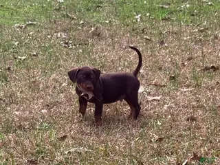 Catahoula Leopard Dog dogs for sale: Catahoula Leopard Dog Puppy 4 - Ad 2