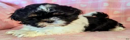 Shih Tzu dogs for sale: Sam - Ad 6
