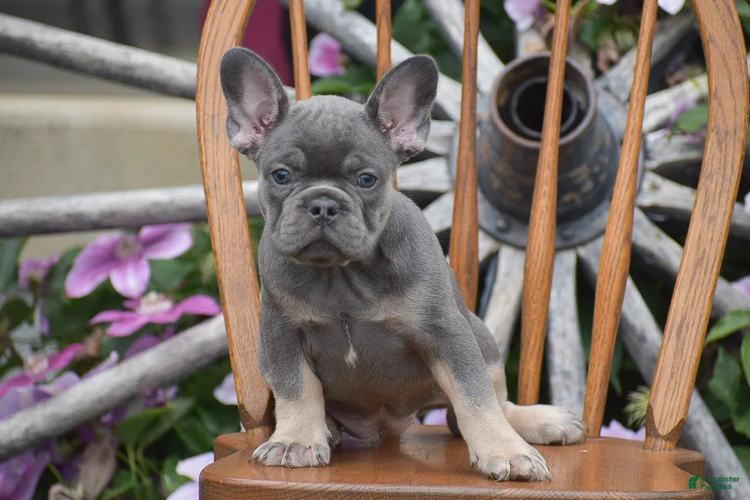 French Bulldog dogs for sale: Zelda - Ad 2