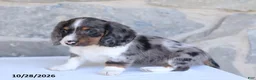 Dachshund dogs for sale: Elijah - Ad 4