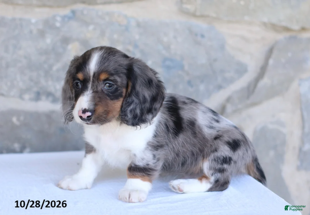 Dachshund dogs for sale: Elijah - Ad 4