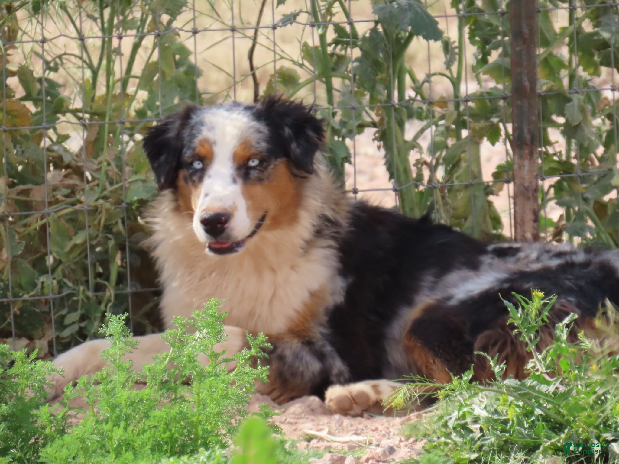 Australian Shepherd dogs 3 Blue merle girl with blue eyes - Ad 2