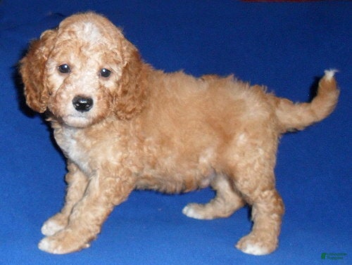 Cockapoo dogs Teddy - Ad 2