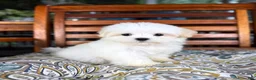 Malshi dogs for sale: Peanut - Ad 1