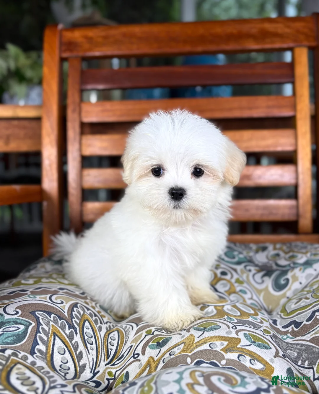 Malshi dogs for sale: Peanut - Ad 1
