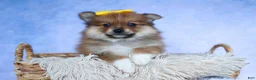 Pomeranian dogs for sale: Farris  - Ad 14