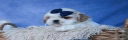 Shih Tzu dogs for sale: MEADOW - Ad 2